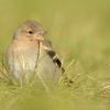Penkava obecna - Fringilla coelebs - Common Chaffinch 0128